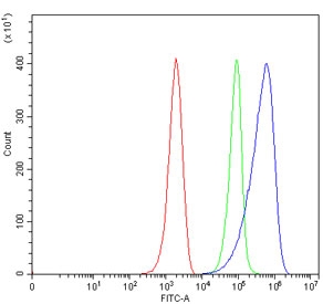 Dectin 1 Antibody ANA-1 FACS. Flow cytometry analysis of mouse ANA-1 cells using Dectin 1 antibody demonstrates a clear rightward shift in fluorescence intensity compared to the isotype control, consistent with detection of Dectin-1 / CLEC7A, a fungal recognition receptor involved in innate immune activation and myeloid cell signaling; red histogram represents cells alone, green histogram represents isotype control, and blue histogram represents Dectin 1 antibody staining.