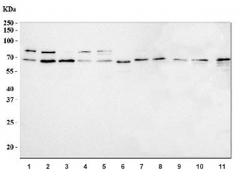 Western blot testing of 1) human HeLa, 2) human K562, 3) human 293T, 4) human Caco-2, 5) human Jurkat, 6) human HL60, 7) human HepG2, 8) human SH-SY5Y, 9) rat brain, 10) rat PC-12 and 11) mouse NIH 3T3 cell lysate with TLS antibody. Predicted molecular weight ~53 kDa but routinely observed at up to ~75 kDa.