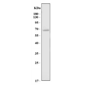 Western blot testing of U-87 MG cell lysate with Glutaminase 2 antibody. Predicted molecular weight ~66 kDa.