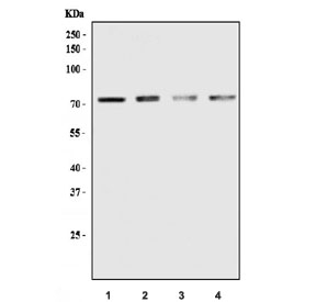 Western blot testing of human 1) T-47D, 2) RT-4, 3) HaCat and 4) MCF7 cell lysate with GRHL2 antibody. Predicted molecular weight ~71 kDa.