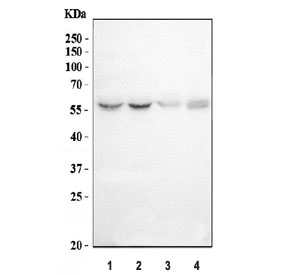 Western blot testing of 1) human HeLa, 2) human 293T, 3) human K562 and 4) mouse ANA-1 cell lysate with IMPDH1 antibody. Predicted molecular weight ~55 kDa.