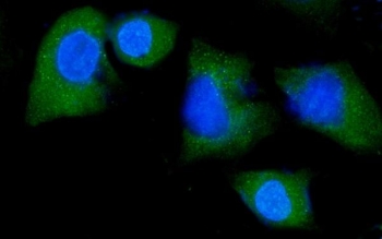 NEDD4 Antibody A549 Cells IF. Immunofluorescent staining of FFPE human A549 cells with NEDD4 antibody (green) and DAPI nuclear stain (blue). HIER: steam section in pH6 citrate buffer for 20 min.