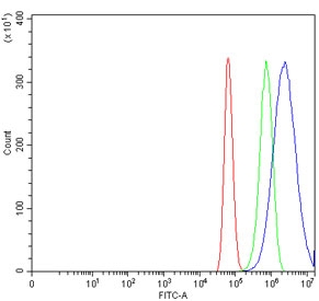 Flow cytometry testing of human U-87 MG cells with RAB13 antibody at 1ug/million cells (blocked with goat sera); Red=cells alone, Green=isotype control, Blue= RAB13 antibody.