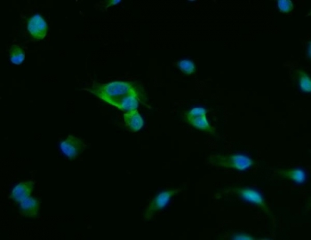 ACP3 Antibody for IF / Prostatic Acid Phosphatase Antibody immunofluorescence analysis of Prostatic acid phosphatase / PAP in human U-87 MG cells. FFPE human U-87 MG cells were stained with ACP3 Antibody for IF (green) following heat induced epitope retrieval by steaming sections in pH6 citrate buffer for 20 minutes. Fluorescent signal reveals cytoplasmic staining consistent with the intracellular localization of Prostatic acid phosphatase (ACP3/PAP). Cell nuclei are counterstained with DAPI (blue), allowing visualization of cellular morphology and nuclear position during immunofluorescence imaging.