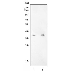 Western blot testing of mouse 1) RAW264.7 and 2) NIH 3T3 cell lysate with Aim2 antibody. Predicted molecular weight ~39 kDa.
