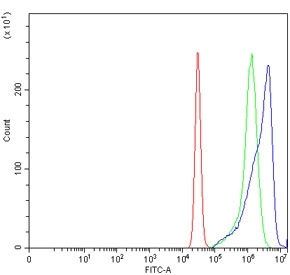 ALAS2 Antibody FACS. Flow cytometry analysis of human K562 cells stained with ALAS2 Antibody / Erythroid Heme Biosynthesis Enzyme Antibody demonstrates a clear rightward shift of the antibody-stained population (blue) relative to the isotype control (green), consistent with positive detection of ALAS2 expression. ALAS2 is an erythroid-specific mitochondrial enzyme that catalyzes the first and rate-limiting step of heme biosynthesis and is essential for hemoglobin production and erythroid maturation. K562 cells possess erythroid differentiation characteristics and are frequently utilized as a model for studies of hemoglobin synthesis and erythropoiesis. The observed fluorescence shift supports expression of ALAS2 and is consistent with its established role in erythroid lineage biology and heme metabolism. Cells were stained with 1 ug antibody per million cells following blocking with goat serum. Red = cells alone; Green = isotype control; Blue = ALAS2 antibody.