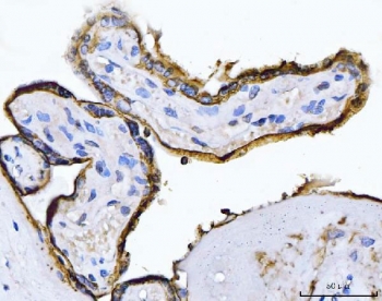 Immunohistochemistry of Placental Alkaline Phosphatase Antibody Clone 6C7G3 in human placenta. Formalin-fixed, paraffin-embedded human placental tissue shows strong HRP-DAB brown membranous staining in syncytiotrophoblastic cells lining chorionic villi, consistent with surface localization of placental alkaline phosphatase. Stromal cores display minimal staining. Heat-induced epitope retrieval was performed by boiling tissue sections in pH 8 EDTA buffer for 20 min followed by cooling prior to antibody incubation.