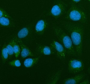 TEM8 Antibody U2OS Cell IF. Immunofluorescence analysis of TEM8 Antibody / Tumor Endothelial Marker Antibody in U2OS cells following enzyme antigen retrieval. Cells were incubated with TEM8 antibody at 5 ug/ml and detected with a Fluoro488-conjugated secondary antibody (green), while nuclei were counterstained with DAPI (blue). The staining demonstrates punctate cytoplasmic and membrane-associated ANTXR1 expression. This TEM8 Antibody, a tumor endothelial marker antibody, is suitable for investigating receptor localization, tumor angiogenesis and extracellular matrix biology.