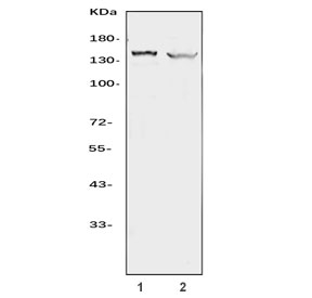 Western blot testing of human 1) HEL and 2) human HL-60 cell lysate with Apoptotic protease-activating factor 1 antibody. Predicted molecular weight ~140 kDa.