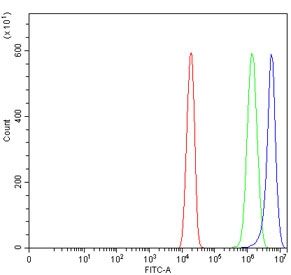 Flow cytometry testing of human U-2 OS cells with CCR7 antibody at 1ug/million cells (blocked with goat sera); Red=cells alone, Green=isotype control, Blue= CCR7 antibody.