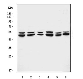 Western blot testing of 1) human HeLa, 2) human HepG2, 3) human Jurkat, 4) human T-47D, 5) rat L6 and 6) mouse C2C12 lysate with ATG4A antibody. Predicted molecular weight ~45 kDa, commonly observed between 45-60 kDa.