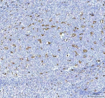 IHC staining of FFPE human tonsil tissue with CD68 antibody. HIER: boil tissue sections in pH8 EDTA for 20 min and allow to cool before testing.
