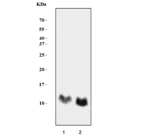 GNG4 Antibody for WB / G Protein Gamma 4 Western Blot Antibody. Western blot analysis in rat brain and mouse brain lysates. Lane 1: rat brain lysate, Lane 2: mouse brain lysate. A band is detected at approximately 12 kDa, consistent with the predicted molecular weight of G protein subunit gamma 4 / GNG4. The clear low molecular weight band and strong signal in brain tissues align with the known neuronal enrichment of GNG4 and support its role as a membrane-associated component of the G protein beta-gamma complex involved in GPCR-mediated signaling.