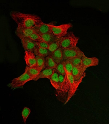 c-Jun Antibody A431 Cell IF. Immunofluorescent staining of FFPE human A431 cells using c-Jun Antibody (green) and Beta Tubulin Antibody (red) demonstrates prominent nuclear localization of c-Jun together with cytoplasmic microtubule staining of Beta Tubulin. The nuclear staining pattern is consistent with the function of c-Jun (JUN) as a DNA-binding transcription factor that regulates gene expression downstream of AP-1 signaling pathways. c-Jun plays important roles in transcriptional regulation, cellular differentiation, stress responses, proliferation, and signal transduction. Beta Tubulin staining highlights the cellular cytoskeleton, providing structural context for the nuclear localization of c-Jun. HIER: steam tissue sections in pH 6 citrate buffer for 20 minutes prior to staining.