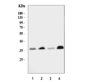 c-Jun Antibody Multi-Cell Line Western Blot. Western blot analysis of human HeLa (lane 1), K562 (lane 2), Jurkat (lane 3), and U-87 MG (lane 4) cell lysates using c-Jun Antibody demonstrates bands at approximately 36-43 kDa, consistent with the predicted and commonly observed molecular weight range of c-Jun (JUN). c-Jun is a DNA-binding transcription factor and key component of the AP-1 transcriptional complex that regulates gene expression involved in cellular proliferation, differentiation, stress responses, and signal transduction. Detection of c-Jun across multiple human cell lines supports its widespread role in transcriptional regulation and cellular signaling pathways. The observed molecular weight variation is consistent with known post-translational modification and phosphorylation states of c-Jun.