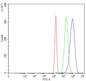c-Jun Antibody HeLa Cell FACS. Flow cytometry analysis of human HeLa cells using c-Jun Antibody demonstrates a clear rightward shift of the positive cell population (blue) relative to the isotype control (green), consistent with expression of c-Jun (JUN). c-Jun is a DNA-binding transcription factor and key component of the AP-1 signaling complex that regulates gene expression involved in cellular proliferation, differentiation, stress responses, and signal transduction. As a transcriptional regulation protein, c-Jun functions within signaling networks that control cellular adaptation to developmental and environmental stimuli. Cells were blocked with goat serum prior to staining. Red=cells alone; Green=isotype control; Blue=c-Jun antibody.