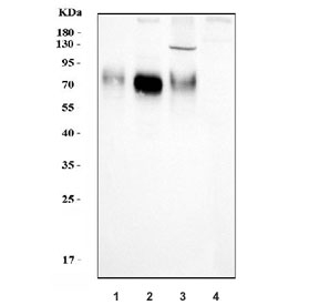 Western blot testing of human 1) A431, 2) A549, 3) HT1080 and 4) Daudi cell lysate with Poliovirus Receptor antibody. Predicted molecular weight ~45 kDa, but may be observed at higher molecular weights due to glycosylation.