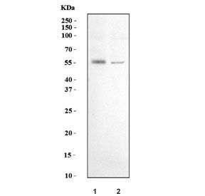 Western blot testing of human 1) 293T and 2) Caco-2 cell lysate with UDP-glucuronosyltransferase 1A10 antibody. Predicted molecular weight ~60 kDa.