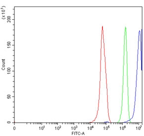 ERCC1 Antibody FACS. Flow cytometry testing of human RT4 cells with ERCC1 antibody at 1ug/million cells (blocked with goat sera); Red=cells alone, Green=isotype control, Blue= ERCC1 antibody.