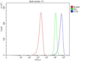 Flow cytometry testing of human MCF7 cells with Junctional adhesion molecule A antibody at 1ug/million cells (blocked with goat sera); Red=cells alone, Green=isotype control, Blue= Junctional adhesion molecule A antibody.