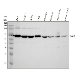 Western blot analysis of KAT5 Antibody / Tip60 Antibody in human, rat, and mouse samples. Whole cell lysates and tissue lysates were resolved by SDS-PAGE and transferred to a nitrocellulose membrane, followed by incubation with KAT5 Antibody / Tip60 Antibody and HRP-conjugated secondary antibody. Lane 1: human RT4 whole cell lysates; Lane 2: human MCF-7 whole cell lysates; Lane 3: human K562 whole cell lysates; Lane 4: human A431 whole cell lysates; Lane 5: rat testis tissue lysates; Lane 6: rat brain tissue lysates; Lane 7: mouse testis tissue lysates; Lane 8: mouse brain tissue lysates. A specific band is observed at approximately 59 kDa across samples, consistent with the predicted molecular weight of KAT5 at approximately 59 kDa.