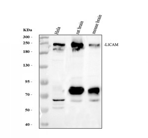 CD171 Antibody Human, Mouse and Rat WB. Western blot analysis of human HeLa whole cell lysate, rat brain and mouse brain tissue lysates using CD171 Antibody / L1 Cell Adhesion Molecule Antibody at 0.5 ug/ml. Samples were separated by 10% SDS-PAGE under reducing conditions and transferred to nitrocellulose. L1CAM is detected at approximately 220 kDa, compared with a predicted molecular weight of approximately 140 kDa. The higher apparent molecular weight is consistent with extensive glycosylation of L1CAM. Additional lower molecular weight bands may reflect proteolytic processing of the protein.