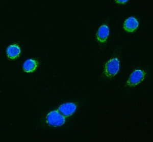 PPP1R15A Antibody Human Cervical Cancer Cell IF. Immunofluorescent staining of SiHa cells using PPP1R15A antibody following enzyme-mediated antigen retrieval (AR0022) for 15 minutes. Cells were incubated with PPP1R15A antibody at 5 ug/ml and detected with a Fluoro488-conjugated secondary antibody (green), with DAPI used as the nuclear counterstain (blue). PPP1R15A immunoreactivity is observed predominantly within the cytoplasm with perinuclear enrichment, consistent with the subcellular localization of Protein Phosphatase 1 Regulatory Subunit 15A (GADD34), a regulator of protein phosphatase 1 activity and the integrated stress response. This result demonstrates that the PPP1R15A Antibody / Protein Phosphatase 1 Regulatory Subunit 15A Antibody is suitable for immunofluorescent detection of endogenous PPP1R15A in cultured human cells.