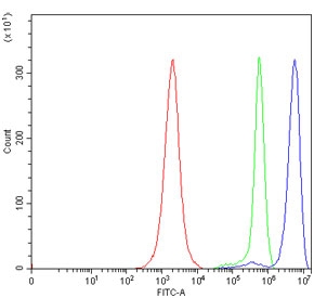 DBN1 Synaptic Plasticity Marker Antibody JK Cell FACS. Flow cytometry analysis of human JK cells using DBN1 antibody shows a clear rightward shift of the blue histogram relative to the isotype control (green) and unstained cells (red), indicating detection of DBN1 / Drebrin expression. The measurable intracellular signal supports detection of a cytoskeletal regulator associated with actin dynamics and synaptic plasticity pathways.