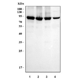 Western blot testing of 1) human HeLa, 2) human MCF7, 3) human MDA-MB-231 and 4) rat C6 cell lysate with MCM7 antibody. Expected molecular weight: 80~90 kDa.