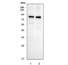 Western blot testing of human 1) HeLa and 2) MCF7 cell lysate with KHSRP antibody. Predicted molecular weight ~73 kDa.