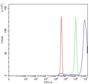 Flow cytometry testing of fixed and permeabilized human SiHa cells with ALYREF antibody at 1ug/million cells (blocked with goat sera); Red=cells alone, Green=isotype control, Blue= ALYREF antibody.