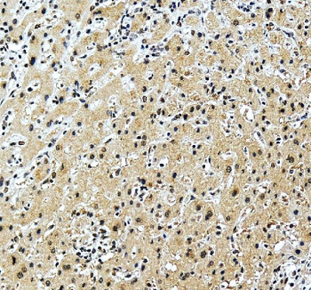 IHC staining of FFPE human liver tissue with ALYREF antibody, HRP-secondary and DAB substrate. HIER: boil tissue sections in pH8 EDTA for 20 min and allow to cool before testing.
