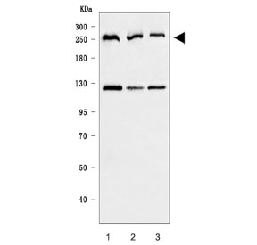 Western blot testing of human 1) HeLa, 2) 293T and 3) HEL cell lysate with CEP250 antibody. Predicted molecular weight ~281 kDa, commonly observed at ~250 kDa.