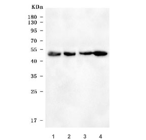Western blot testing of 1) rat kidney, 2) rat liver, 3) mouse kidney and 4) mouse liver tissue lysate with KMO antibody. Predicted molecular weight: 52-56 kDa (multiple isoforms).