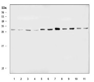 Western blot testing of 1) human 293T, 2) human HeLa, 3) human PC-3, 4) human Jurkat, 5) human HEL, 6) human SH-SY5Y, 7) rat brain, 8) rat C6, 9) mouse brain, 10) mouse lung and 11) mouse NIH 3T3 cell lysate with NDFIP1 antibody. Predicted molecular weight ~25 kDa.