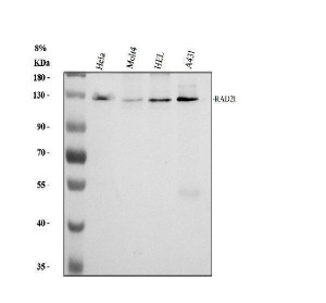 RAD21 Antibody Human Cell WB. Western blot analysis of human HeLa, MOLT4, HEL, and A431 cell lysates using RAD21 Antibody at 0.5 ug/ml. Lane 1: HeLa, Lane 2: MOLT4, Lane 3: HEL, Lane 4: A431. An HRP-conjugated secondary antibody with ECL substrate was used for detection. RAD21 Antibody, a Cohesin Complex Protein Antibody, detects a band at approximately 130 kDa, consistent with the reported migration pattern of RAD21. The observed molecular weight is higher than the predicted 72 kDa size and may reflect post-translational modification and altered SDS-PAGE migration of the cohesin complex protein.