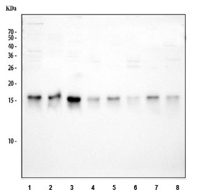 Western blot testing of 1) human 293T, 2) human HeLa, 3) human HepG2, 4) human Jurkat, 5) rat brain, 6) rat liver, 7) mouse brain and 8) mouse liver tissue lysate with TOMM20 antibody. Predicted molecular weight ~16 kDa.
