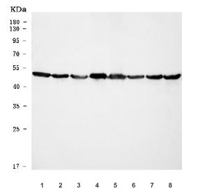 Western blot testing of human 1) HepG2, 2) HeLa, 3) PC-3, 4) HL60, 5) T-47D, 6) Caco-2, 7) HEL and 8) K562 cell lysate with ATP5F1B antibody. Predicted molecular weight ~56 kDa.