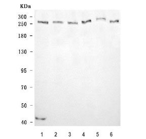 Western blot testing of human 1) HeLa, 2) 293T, 3) K562, 4) MOLT-4, 5) U-251 and 6) HEL cell lysate with CHD1 antibody. Predicted molecular weight ~197 kDa but can be observed at ~250 kDa.