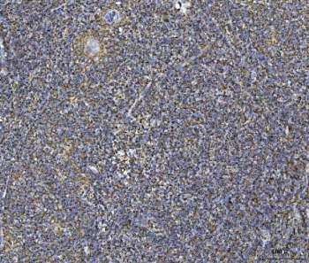IHC staining of FFPE human tonsil tissue with COX5B antibody. HIER: boil tissue sections in pH8 EDTA for 20 min and allow to cool before testing.