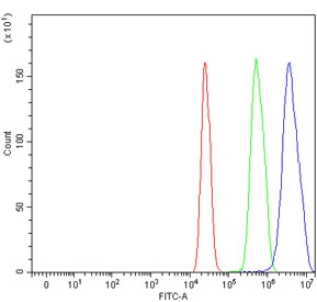 Flow cytometry testing of rat C6 cells with KLF13 antibody at 1ug/million cells (blocked with goat sera); Red=cells alone, Green=isotype control, Blue= KLF13 antibody.