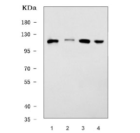 NEDD4 Antibody WB. Western blot testing of 1) rat L6, 2) mouse skeletal muscle, 3) mouse lung and 4) mouse B16-F10 cell lysate with NEDD4 antibody. Predicted molecular weight ~149 kDa; commonly observed at 110-149 kDa with a possible ~95 kDa cleavage band.