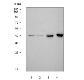 Western blot testing of 1) human Daudi, 2) human SiHa, 3) rat brain and 4) mouse brain tissue lysate with SEPT3 antibody. Predicted molecular weight ~40 kDa.