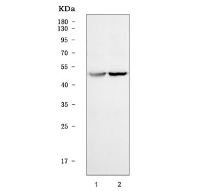 Western blot testing of 1) monkey COS-7 and 2) human MOLT4 cell lysate with VIPR2 antibody. Predicted molecular weight ~49 kDa.