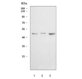 Western blot testing of human 1) HeLa, 2) Caco-2 and 3) SiHa cell lysate with STK15 antibody. Predicted molecular weight ~45 kDa.