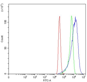 Flow cytometry testing of human MCF7 cells with TER ATPase antibody at 1ug/million cells (blocked with goat sera); Red=cells alone, Green=isotype control, Blue= TER ATPase antibody.