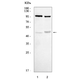 Western blot testing of human 1) A549 and 2) MCF7 cell lysate with AREG antibody. Molecular weight: 28 kDa (non-glycosylated), ~50 kDa (glycosylated pro form), ~43 kDa (predominant glycosylated soluble form) as well as other, smaller, soluble and membrane bound forms.