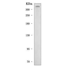 Western blot testing of human HeLa cell lysate with CENPF antibody. Predicted molecular weight ~358 kDa.