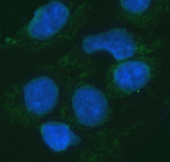 Immunofluorescent staining of FFPE human HepG2 cells with ERP29 antibody (green) and DAPI nuclear stain (blue). HIER: steam section in pH6 citrate buffer for 20 min.