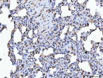 IHC staining of FFPE rat lung tissue with ERP29 antibody. HIER: boil tissue sections in pH8 EDTA for 20 min and allow to cool before testing.